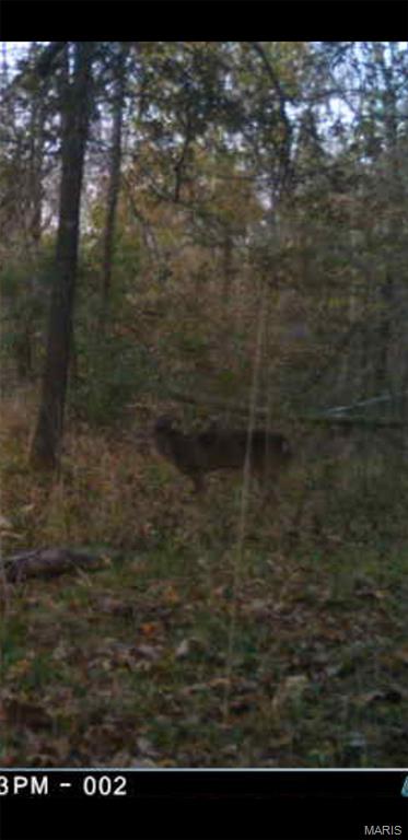 8206 Eakin Grove Road Benton, IL 62812 - Photo 10 of 54