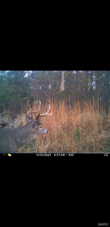 8206 Eakin Grove Road Benton, IL 62812 - Photo 10 of 54