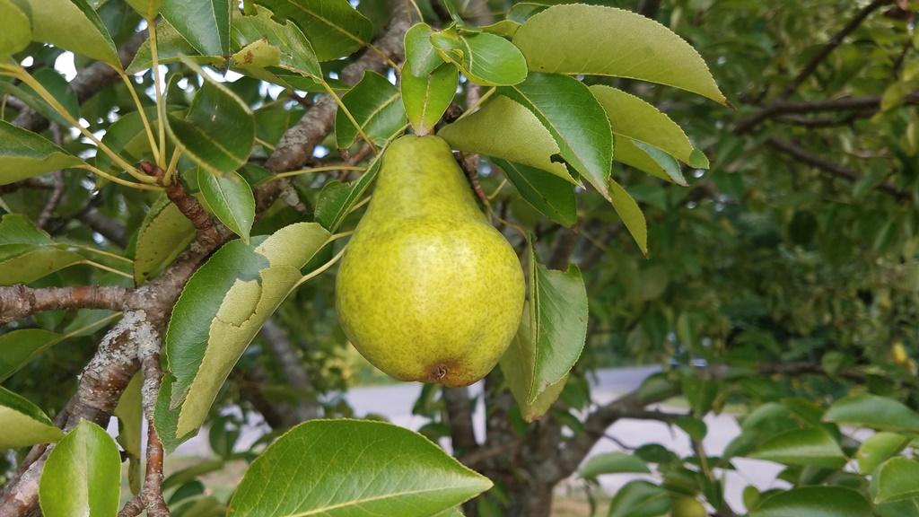 496 Maple Ridge Road Winslow, ME 04901 - Photo 34 of 34 32. Two Pear Trees