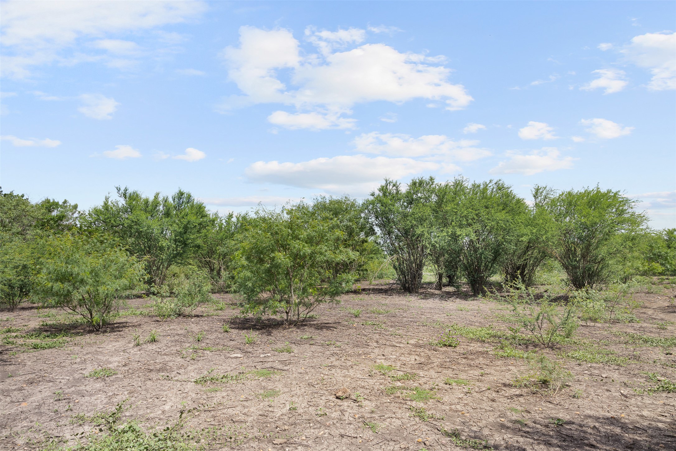 3315 Dry Creek Road Lockhart, TX 78644 - Photo 19 of 26 A vast, undeveloped lot with verdant foliage beneath a wide-open sky.