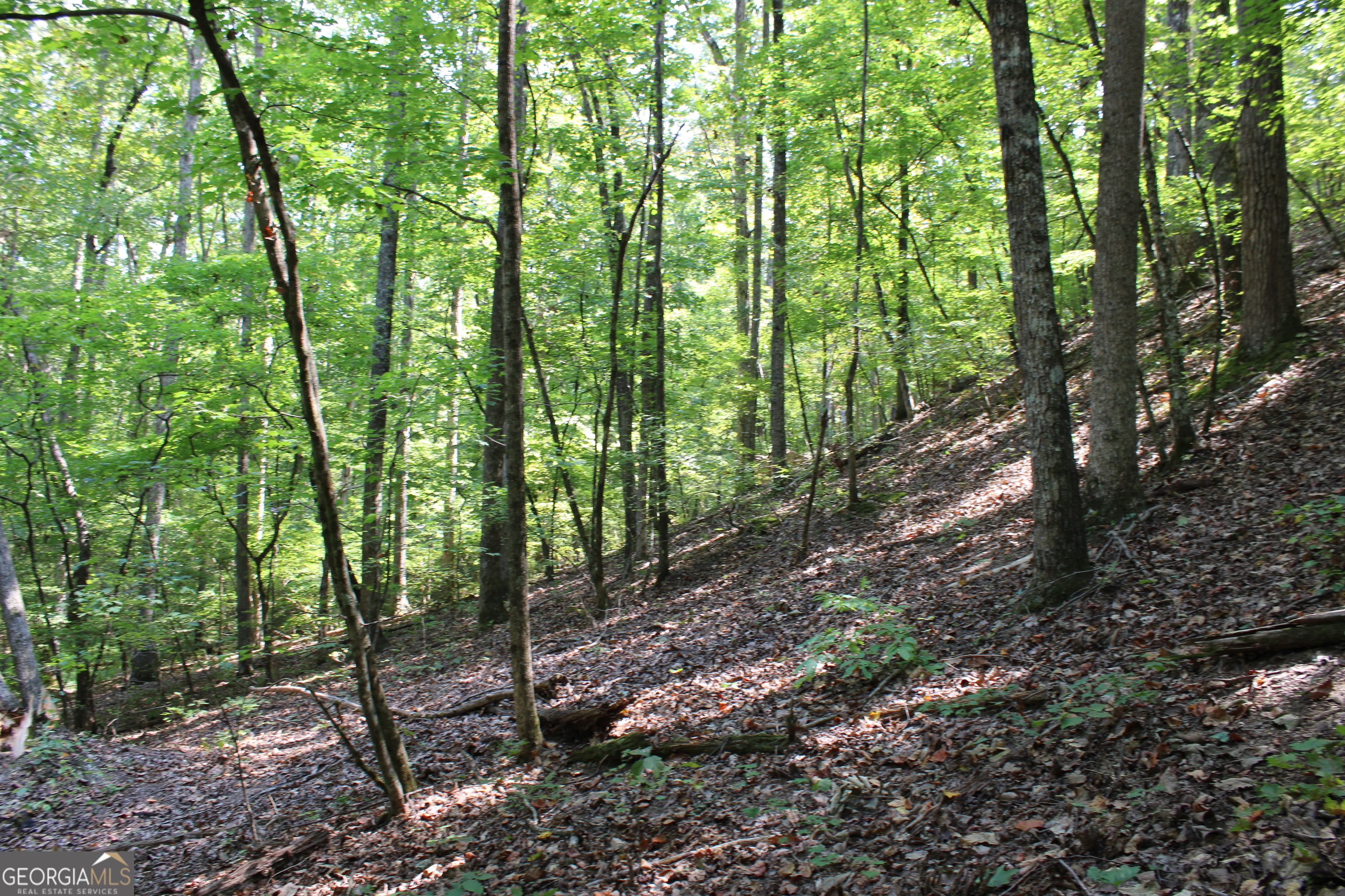 0 Conniston Road Chatsworth, GA 30705 - Photo 11 of 15 a view of forest