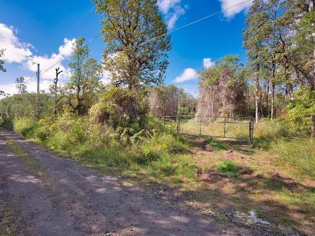 a view of a yard with an tree