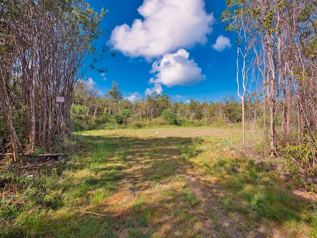 a view of a yard with an tree