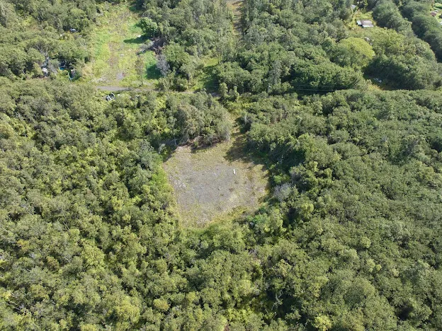 a view of a forest with a tree