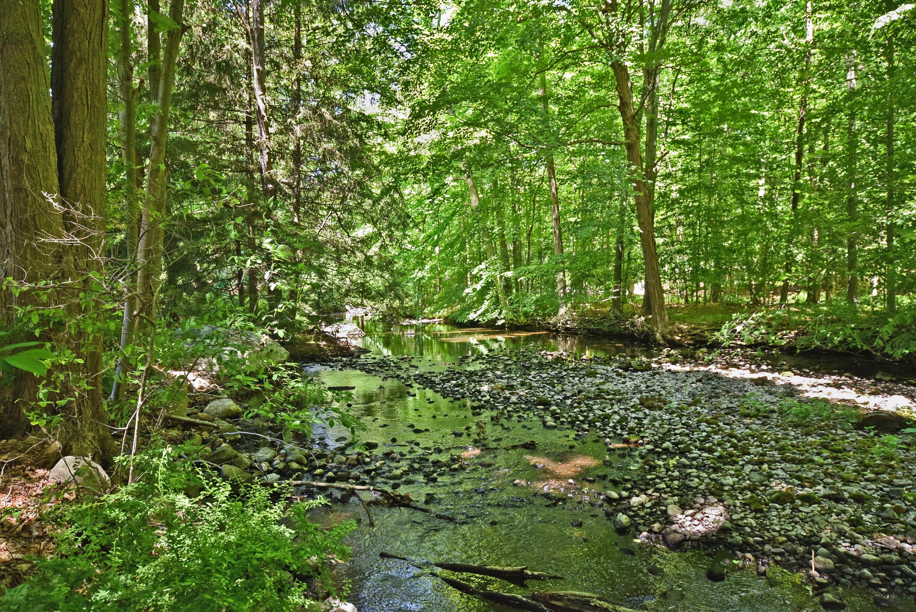 879 Valley Road New Canaan, CT 06840 - Photo 21 of 26 a view of a lush green forest