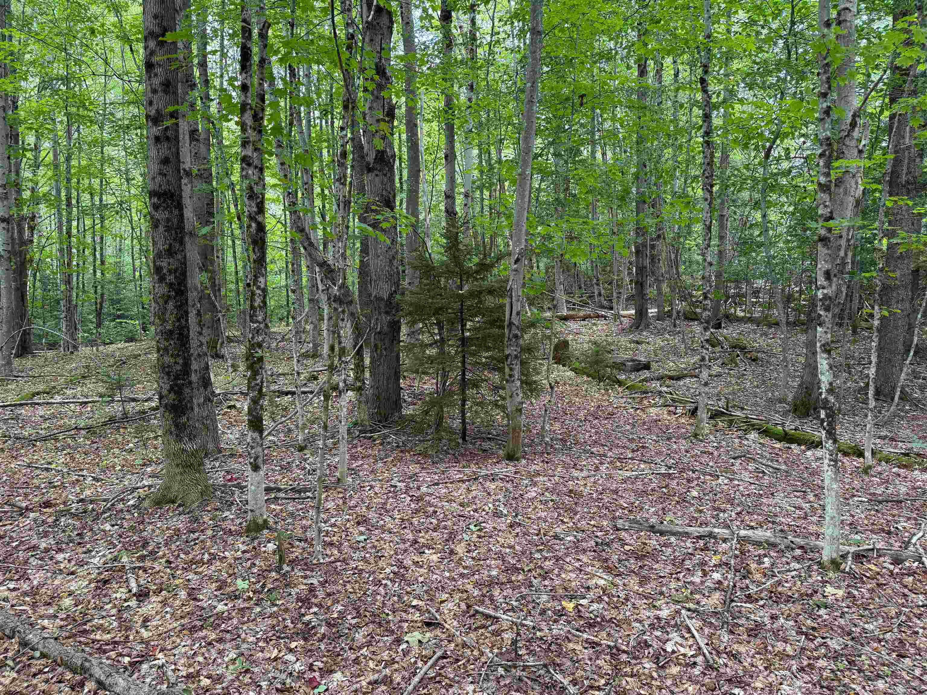 0 Lake Hill Road Jacksonville, VT 05342 - Photo 17 of 23