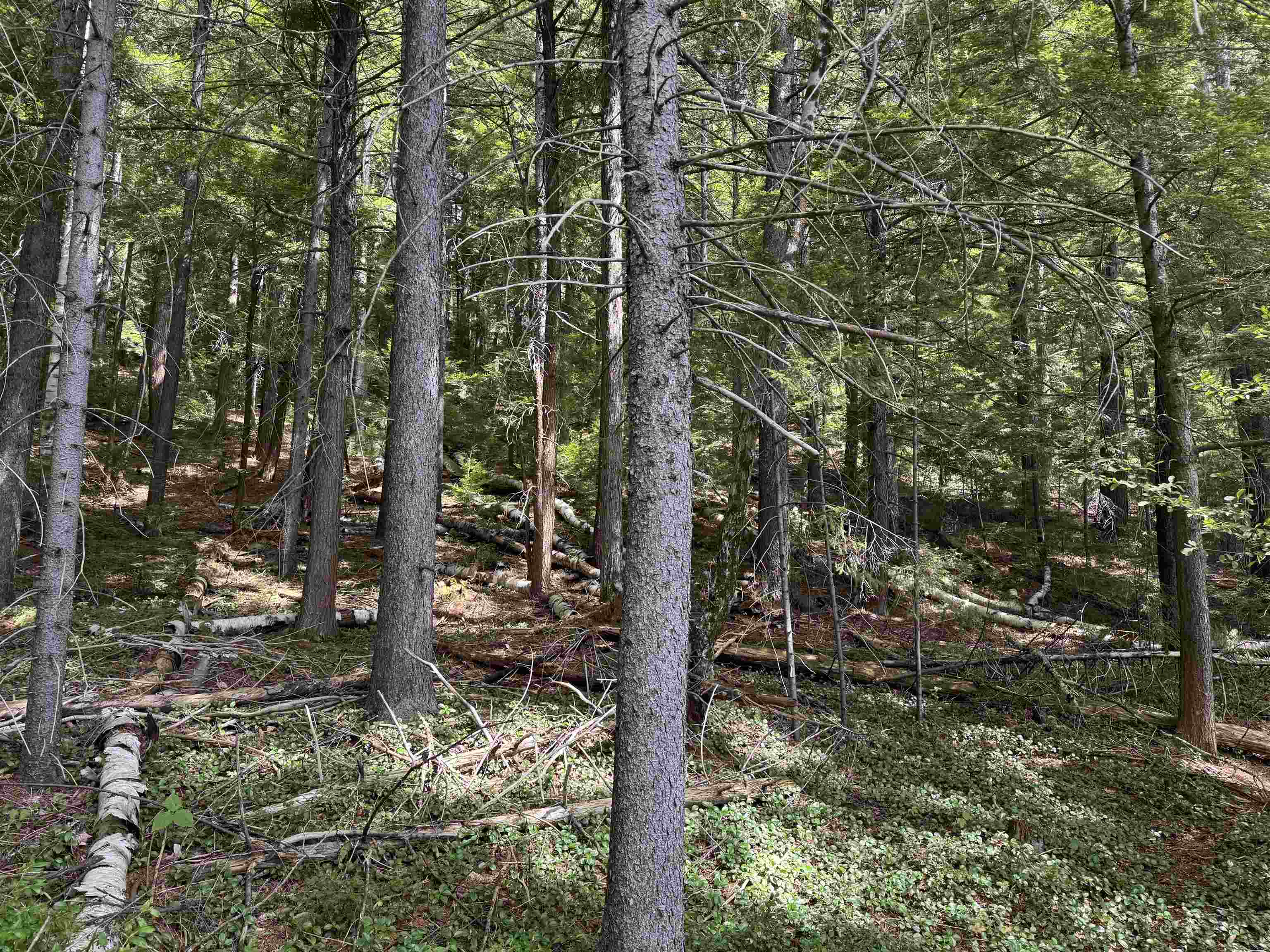 0 Lake Hill Road Jacksonville, VT 05342 - Photo 8 of 23