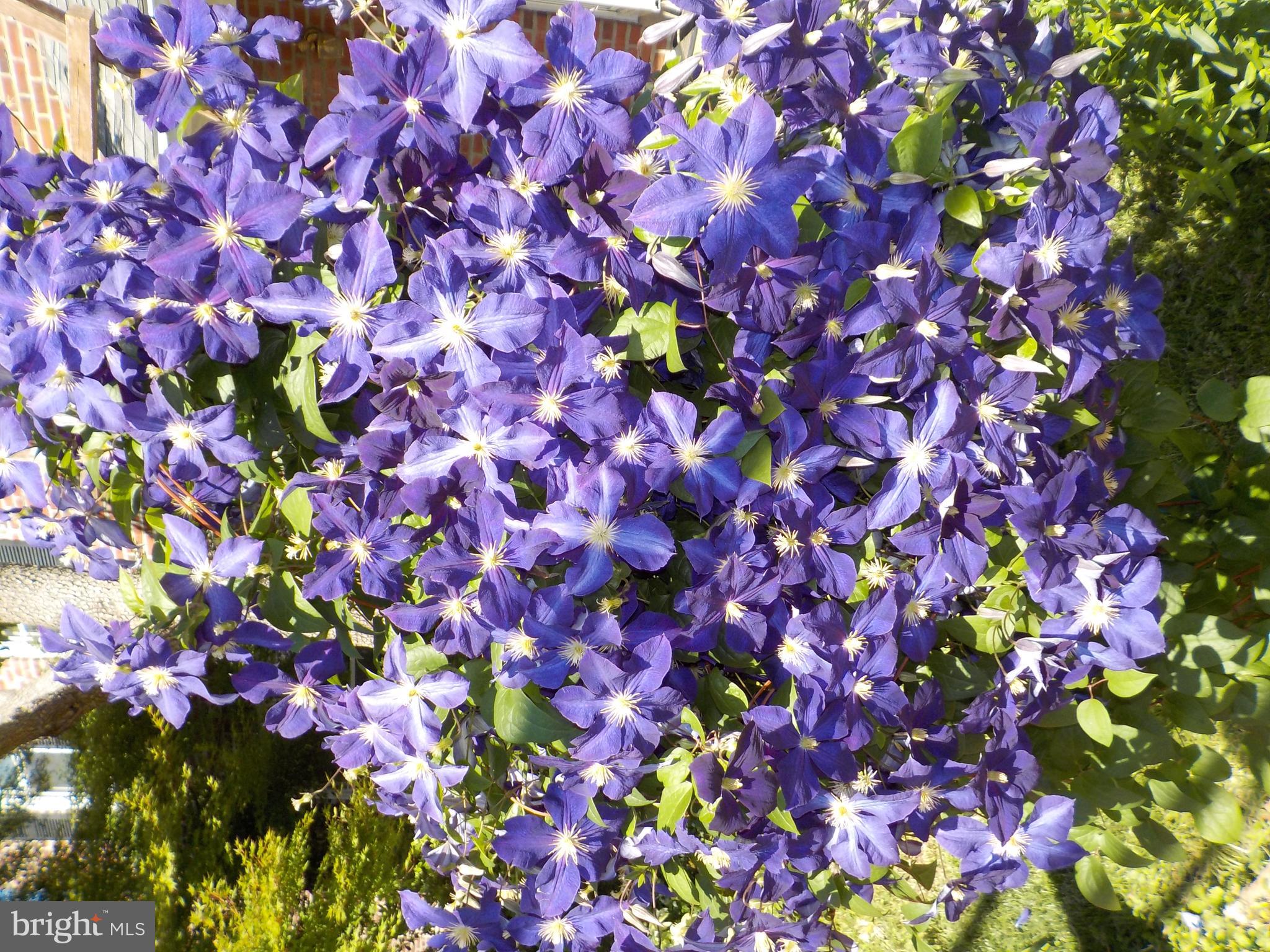 244 Williams Road Bryn Mawr, PA 19010 - Photo 4 of 40 Beautiful Landscaping talented owners