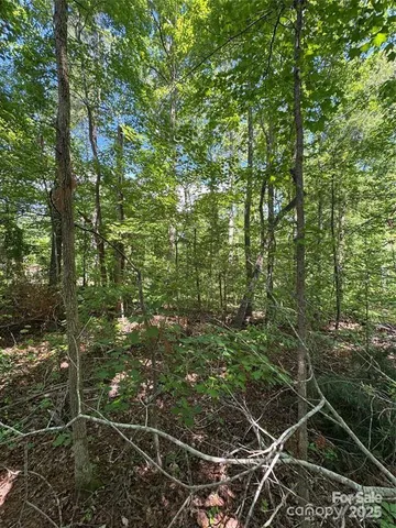 a view of a space with lots of trees