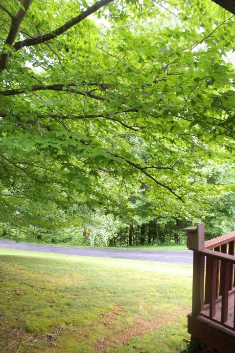 525 Beard Valley Road Maynardville, TN 37807 - Photo 8 of 39 IMG_4107