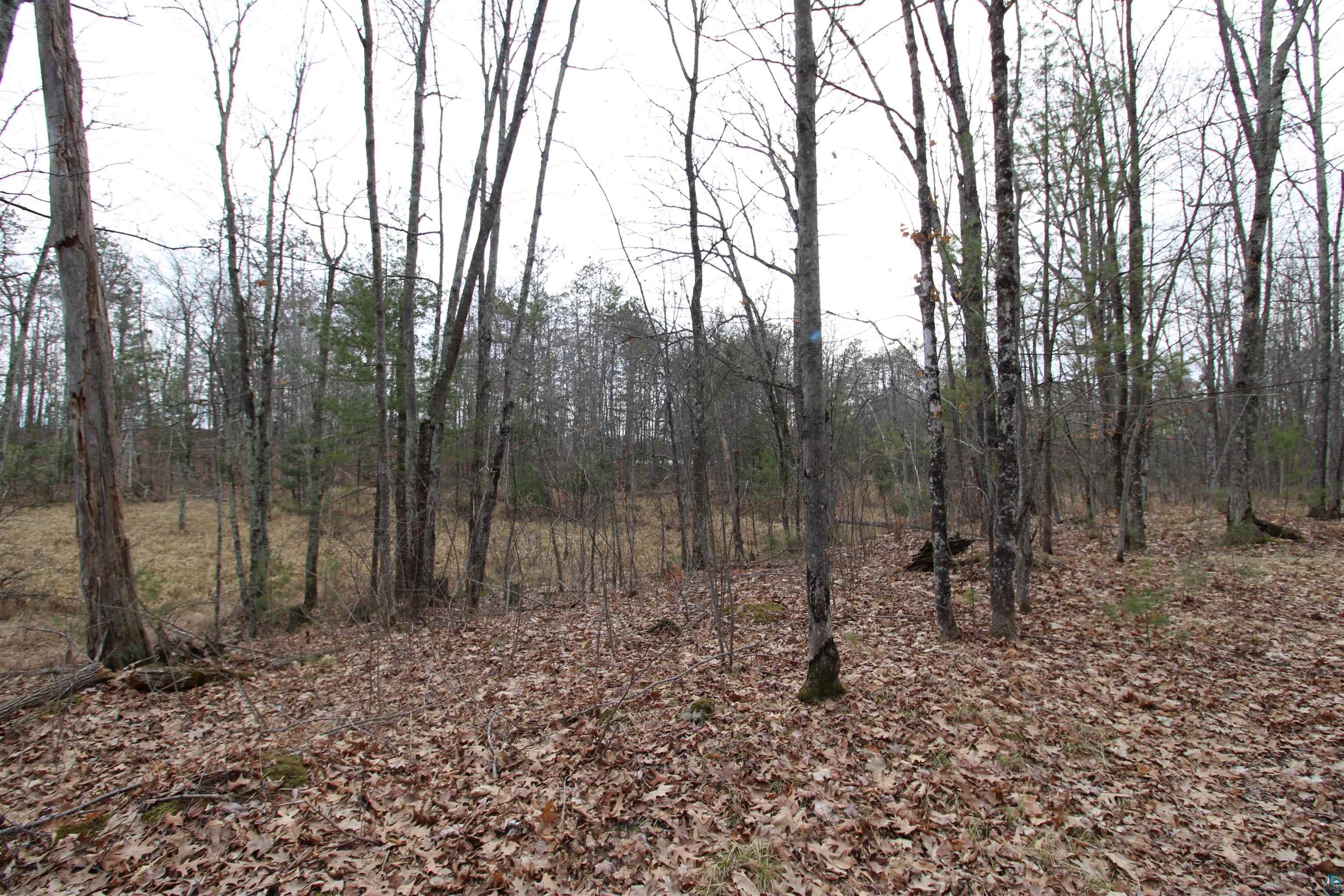 7621 White Beach Road Hayward, WI 54843 - Photo 22 of 26 View of tree filled area