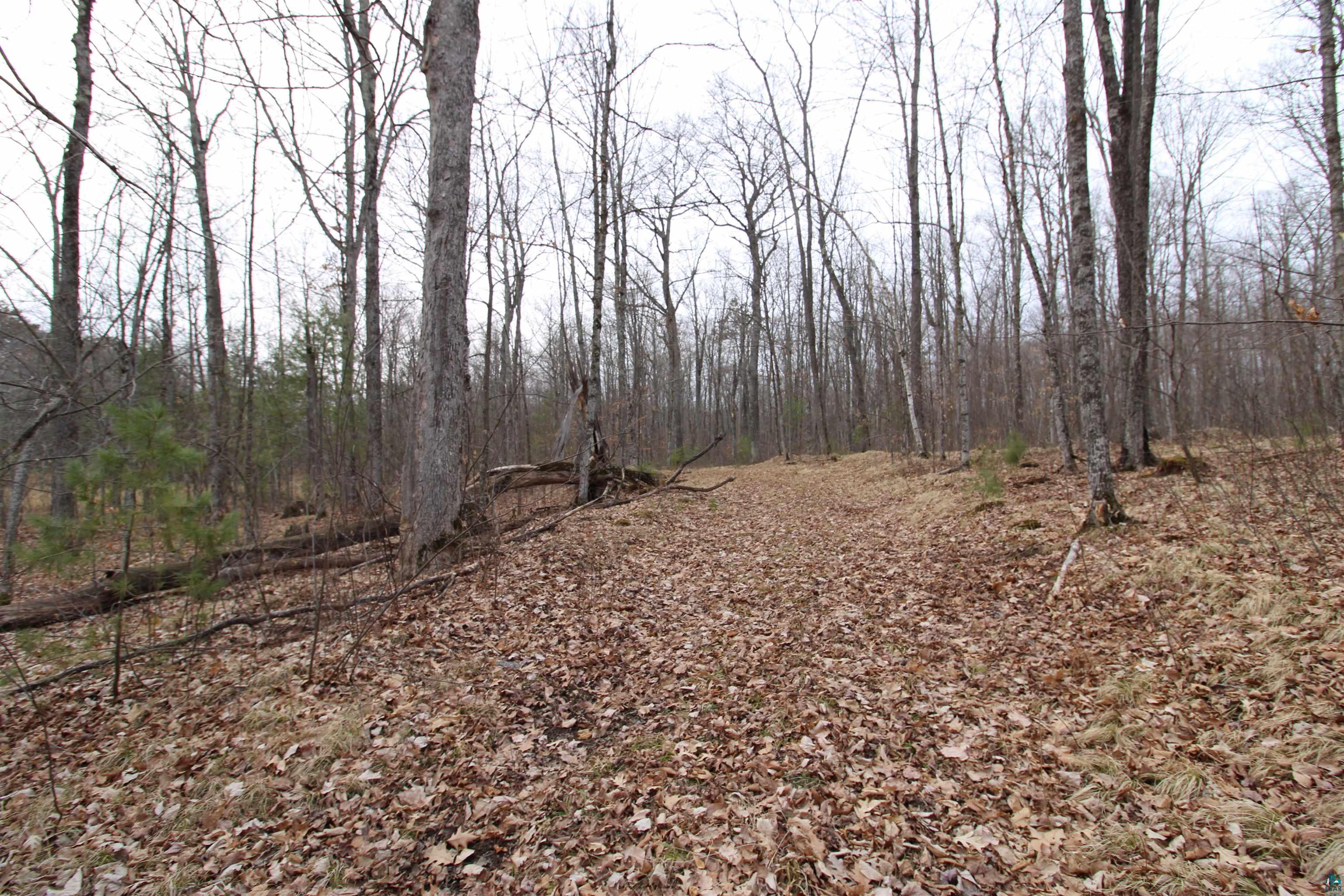 7621 White Beach Road Hayward, WI 54843 - Photo 23 of 26 View of wooded area
