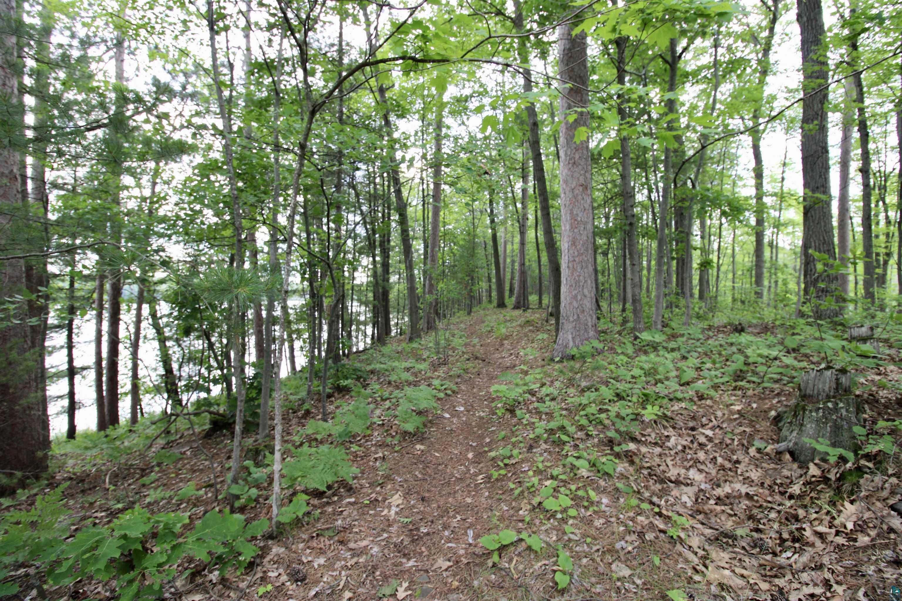 7621 White Beach Road Hayward, WI 54843 - Photo 7 of 26 View of woods