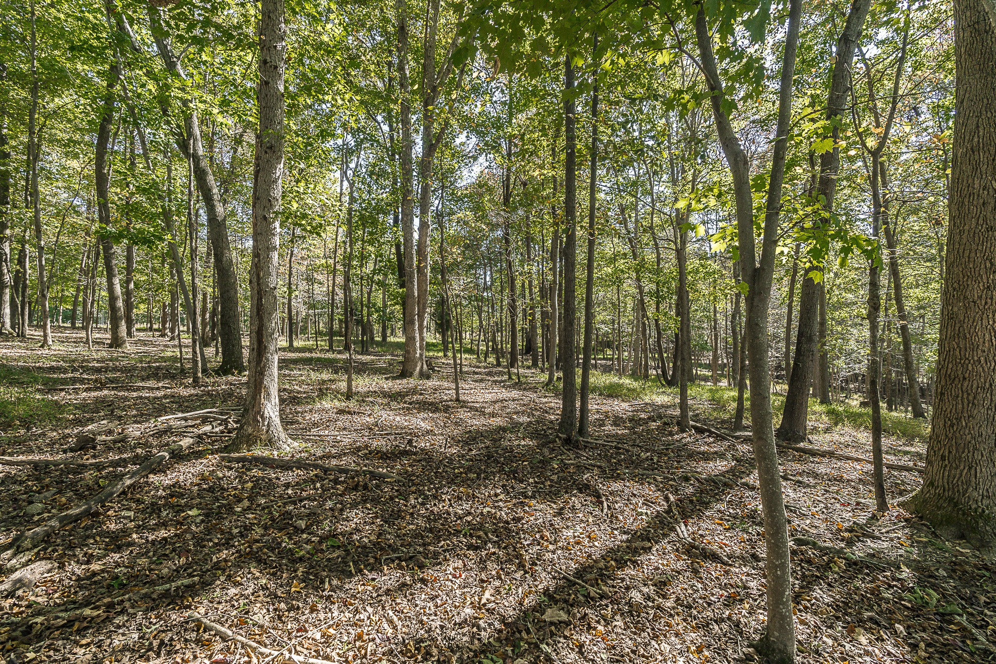 182 Calvert Ridge Road Westmoreland, TN 37186 - Photo 44 of 50 a view of outdoor space with trees