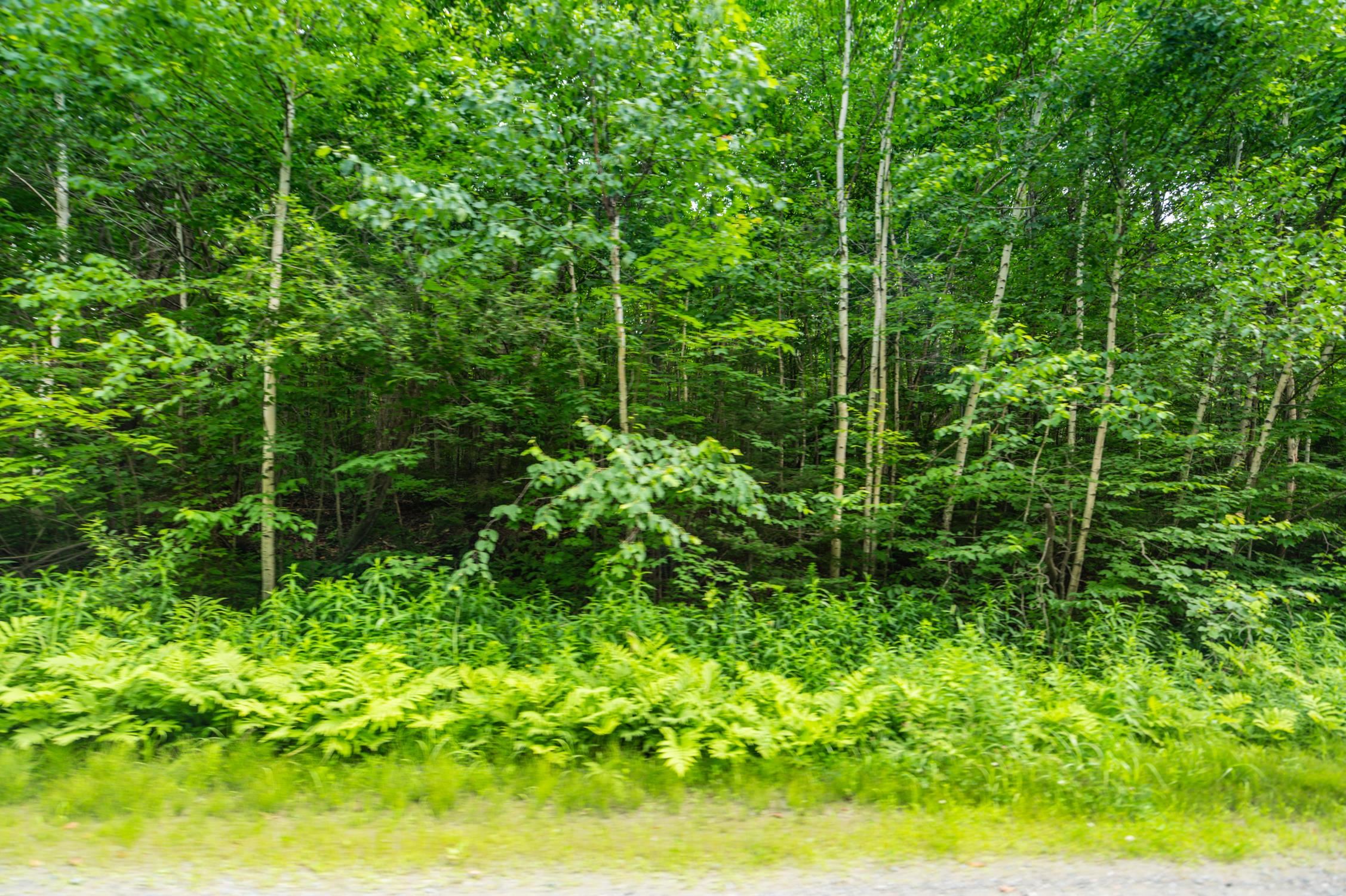 31 Woodsman Road West Dover, VT 05356 - Photo 3 of 4