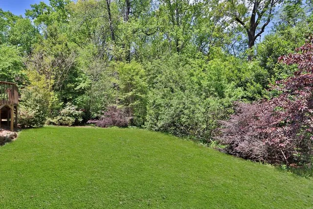 a view of a backyard with plants and large trees