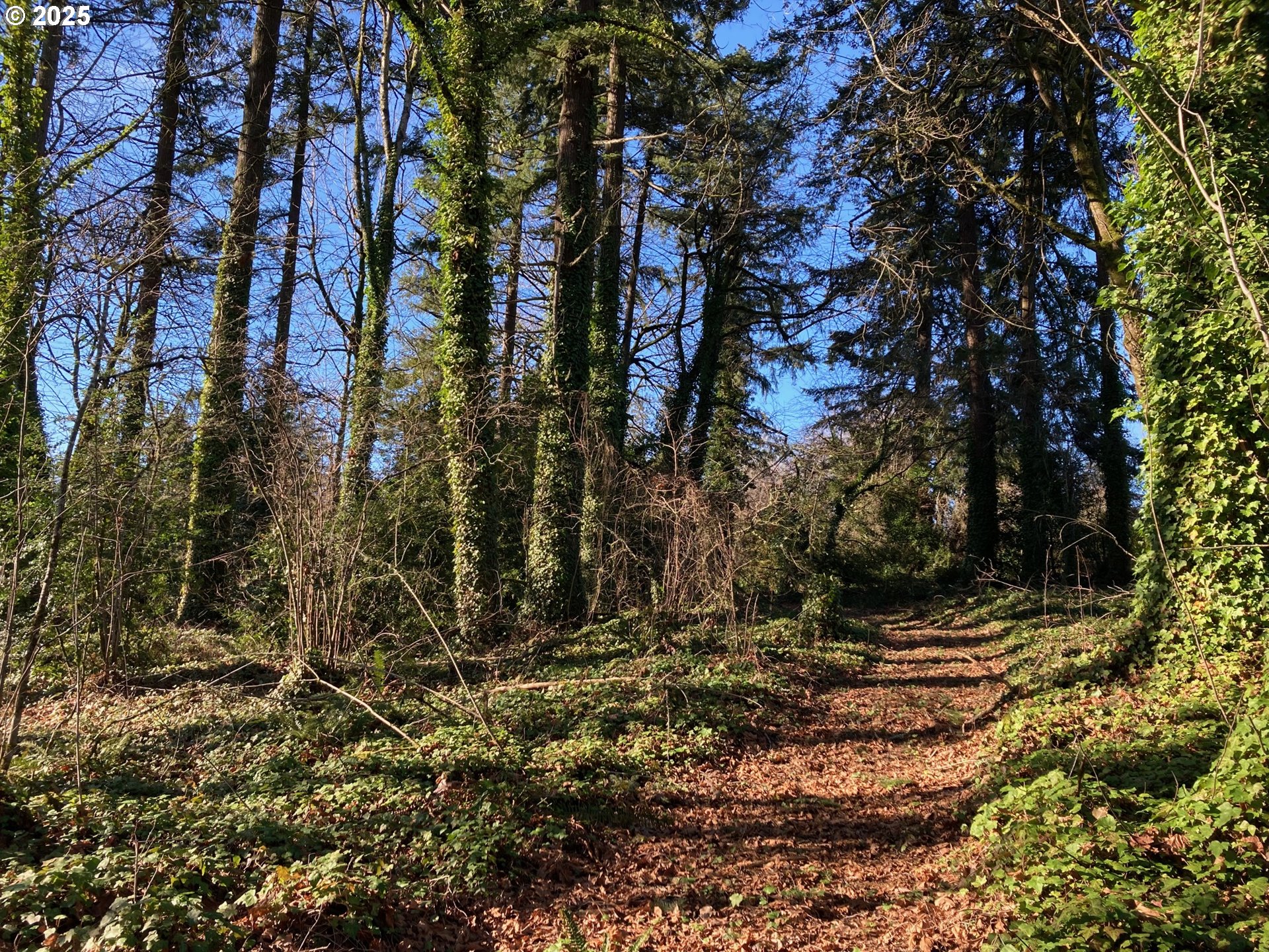 13882 Knaus Road Lake Oswego, OR 97034 - Photo 7 of 13 Acreage