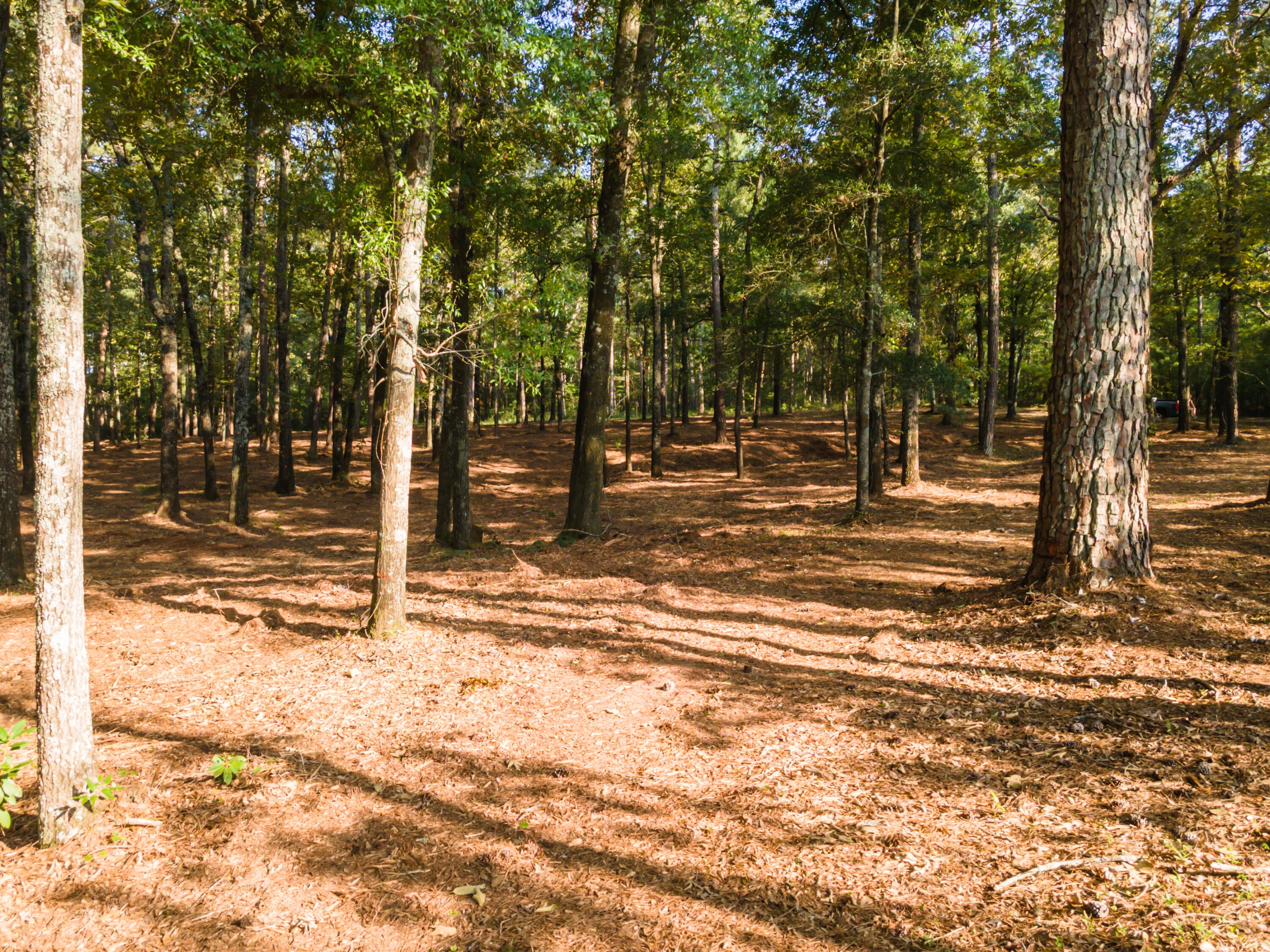 Tbd Edisto Lake Road, Unit 39 Wagener, SC 29164 - Photo 20 of 39 Gallery Image 20