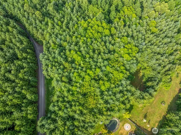 a view of a lush green forest