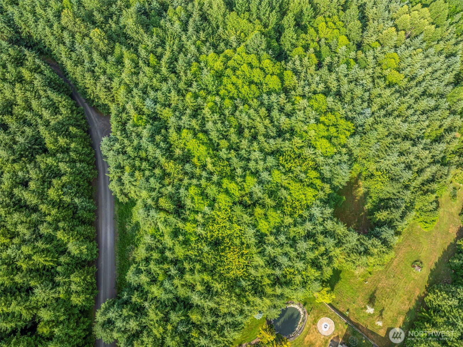 a view of a lush green forest