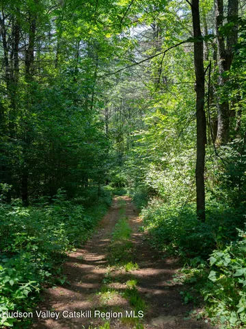 a view of a forest with trees in the background