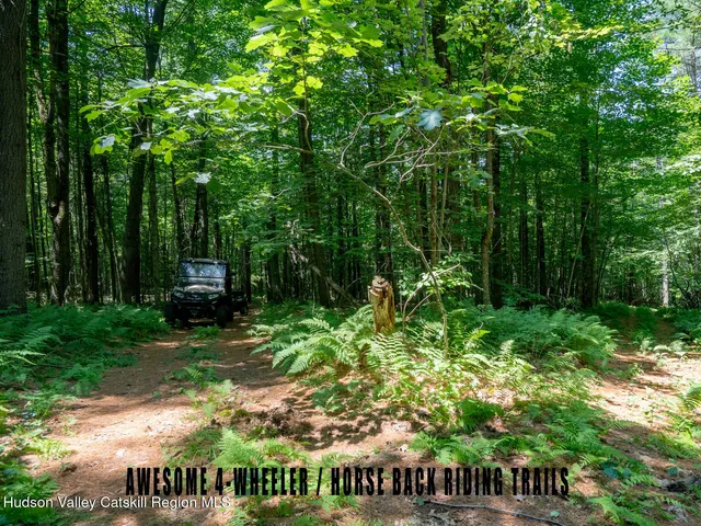 a view of a forest with lots of trees