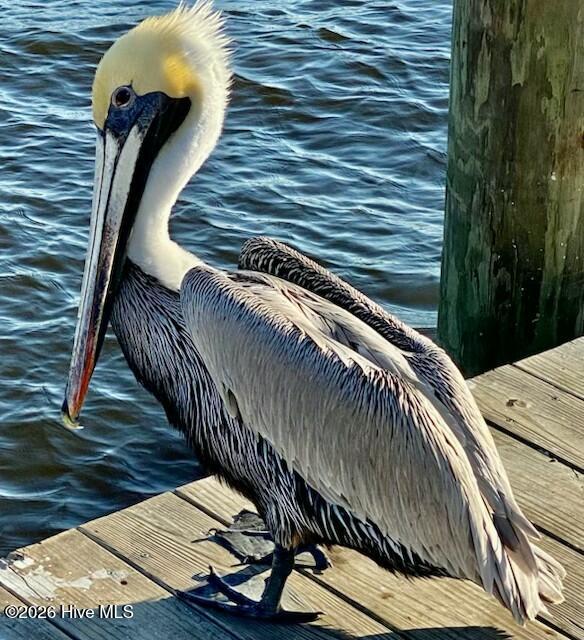 1633 Gause Landing Road Southwest Ocean Isle Beach, NC 28469 - Photo 19 of 20 Wildlife in the area
