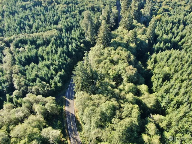 a view of a lush green forest