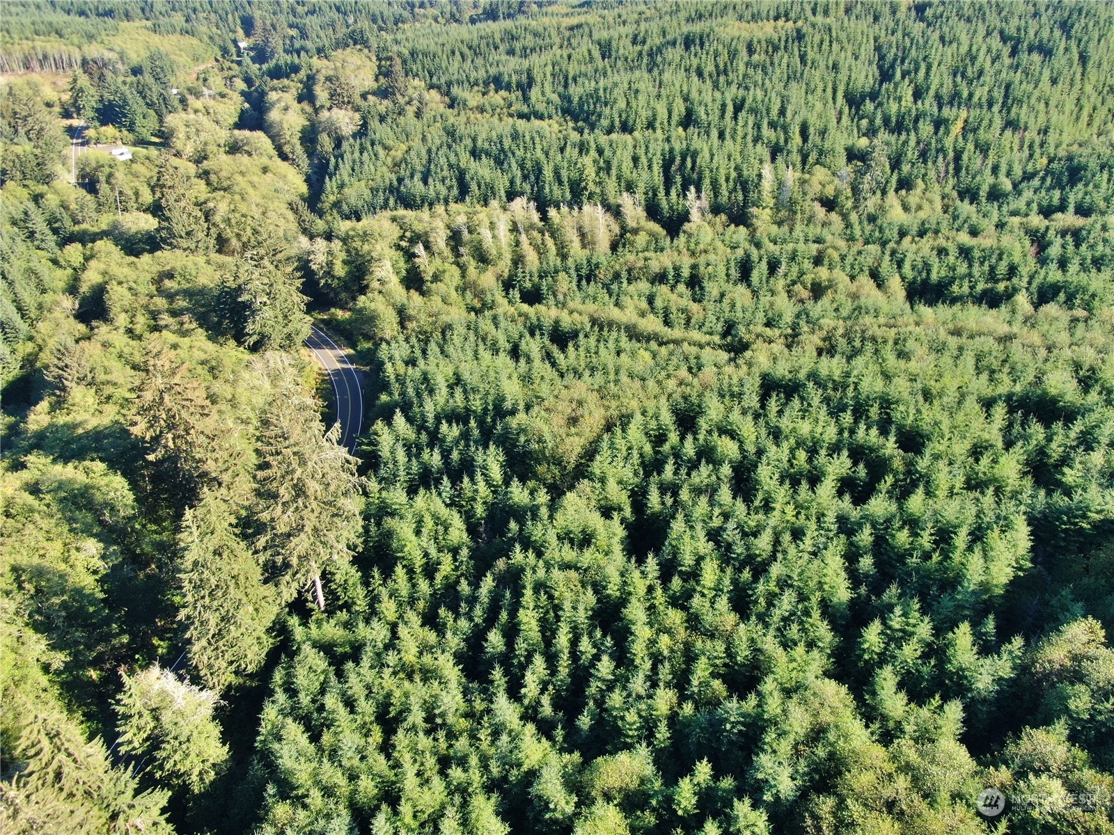 -nka Butte Creek Road Raymond, WA 98577 - Photo 6 of 9 a view of a lush green forest