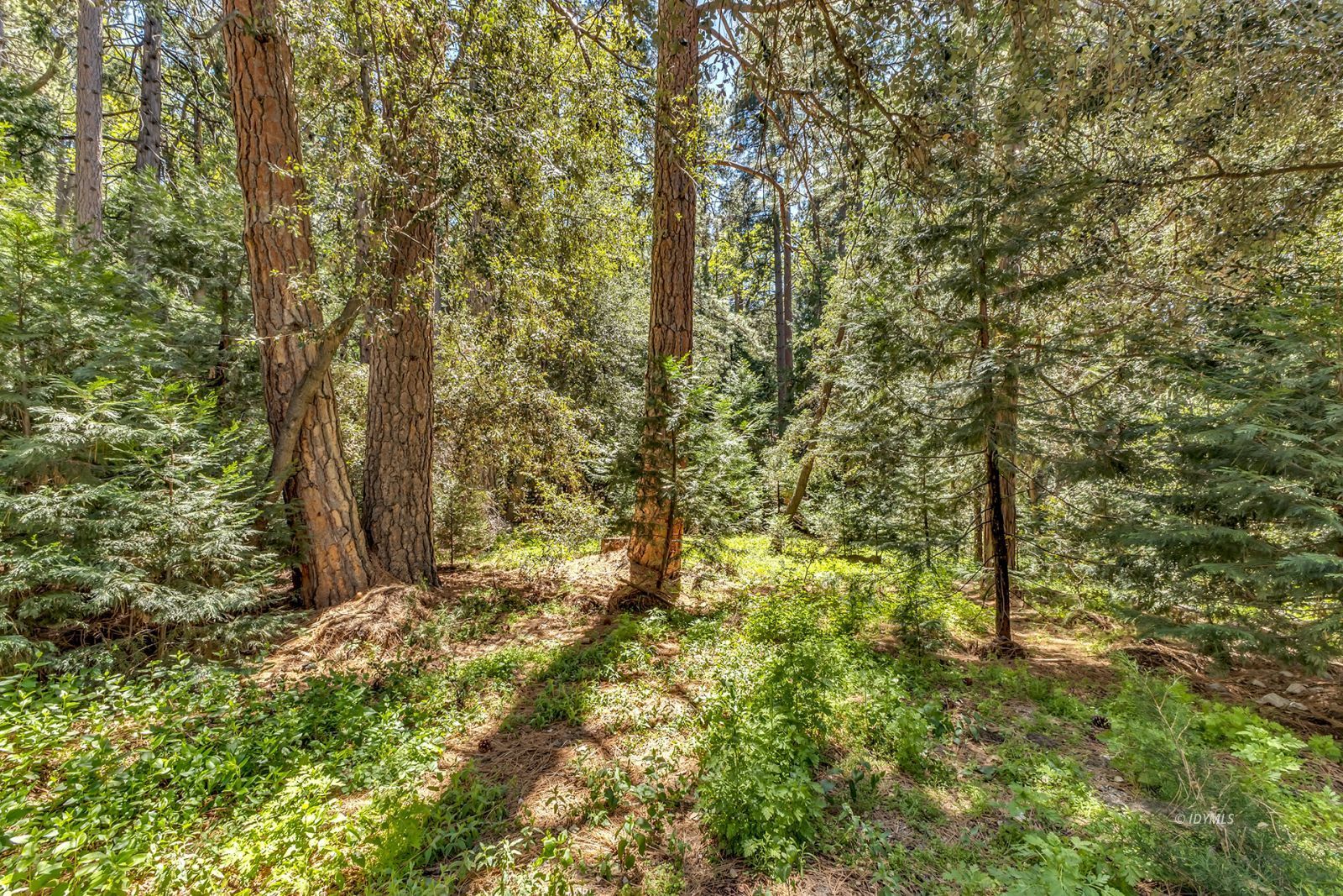 52143 Acorn Lane Idyllwild, CA 92549 - Photo 2 of 57 a view of a yard with plants and trees
