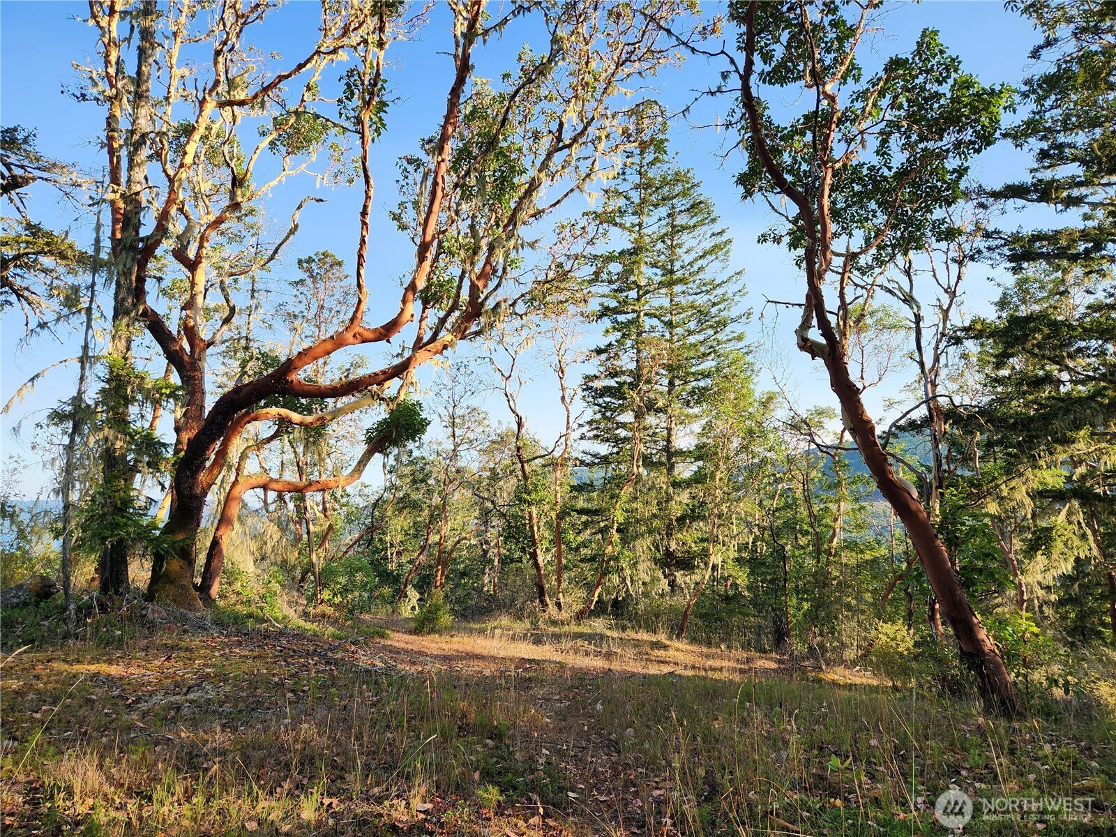 0 Rocky Brook Road, Unit LOT J Brinnon, WA 98320 - Photo 3 of 9 a backyard of a house with lots of green space