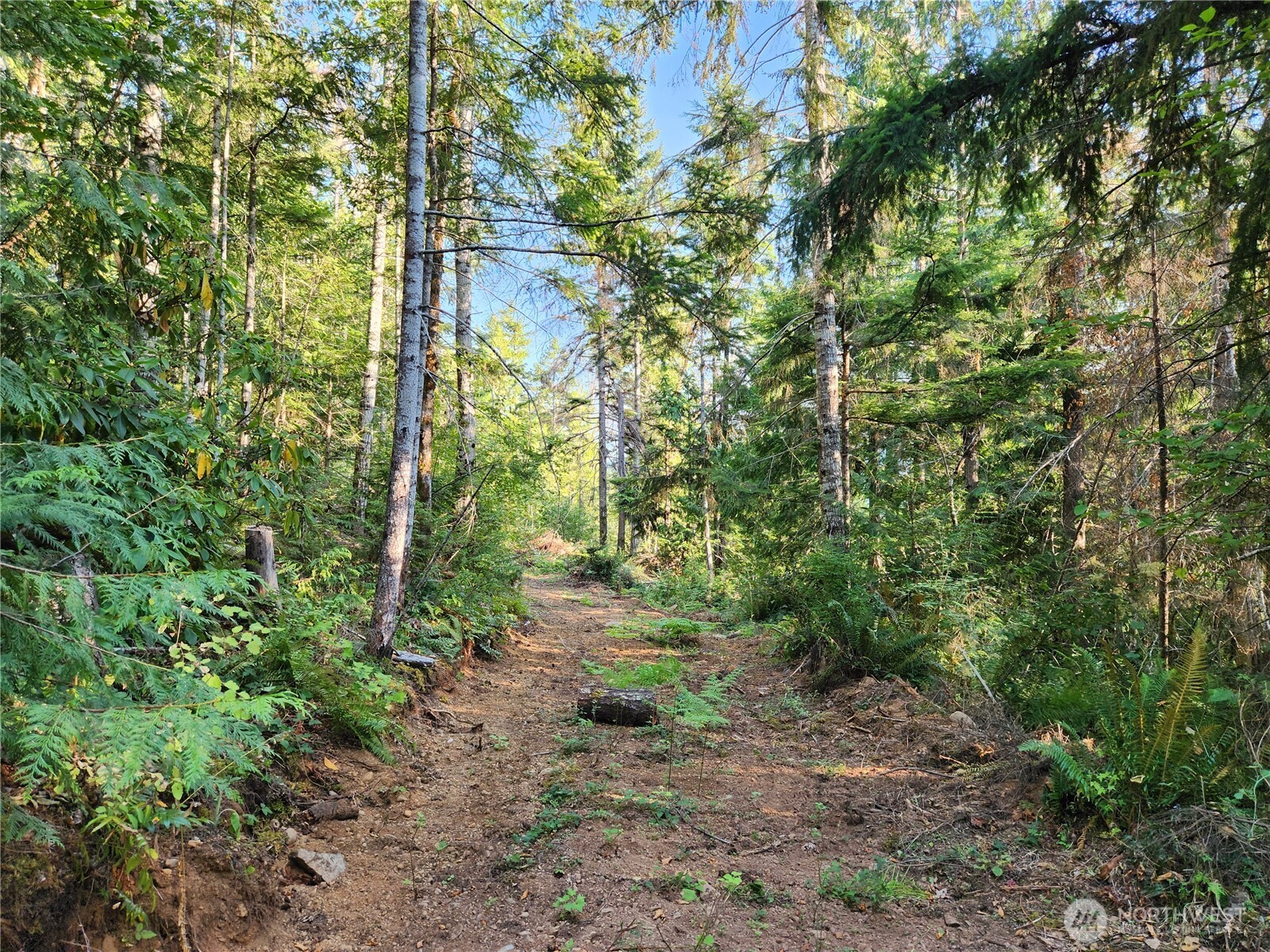 0 Rocky Brook Road, Unit LOT J Brinnon, WA 98320 - Photo 7 of 9 a big yard with lots of green space and trees
