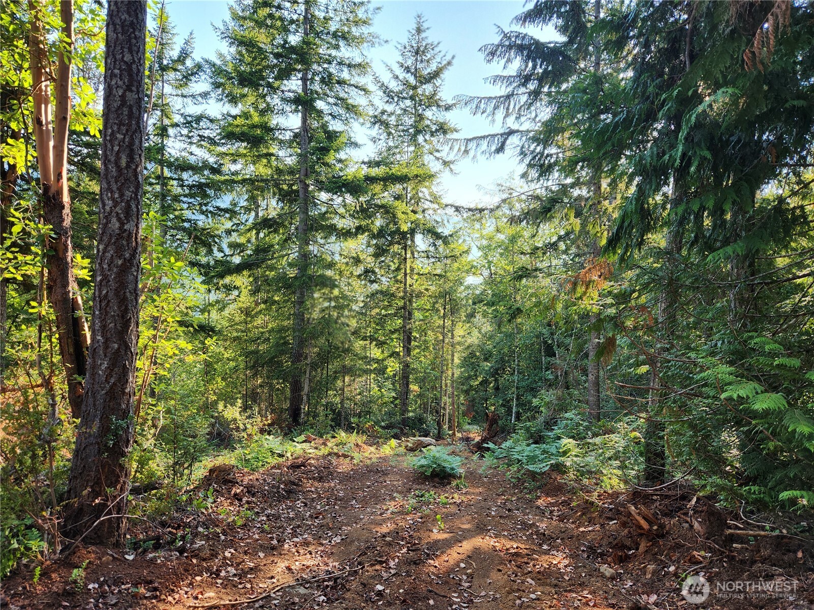 0 Rocky Brook Road, Unit LOT J Brinnon, WA 98320 - Photo 8 of 9 a view of a forest with trees