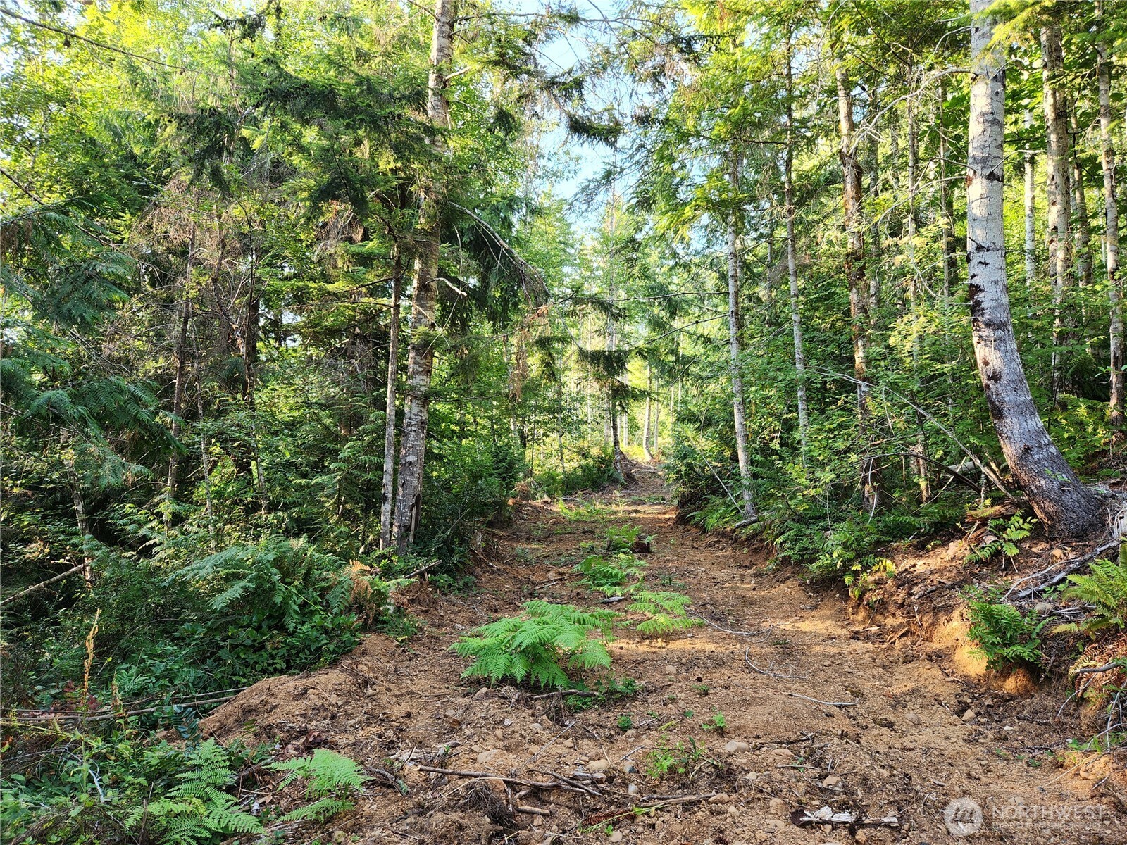 0 Rocky Brook Road, Unit LOT J Brinnon, WA 98320 - Photo 9 of 9 a view of a forest with trees in the background