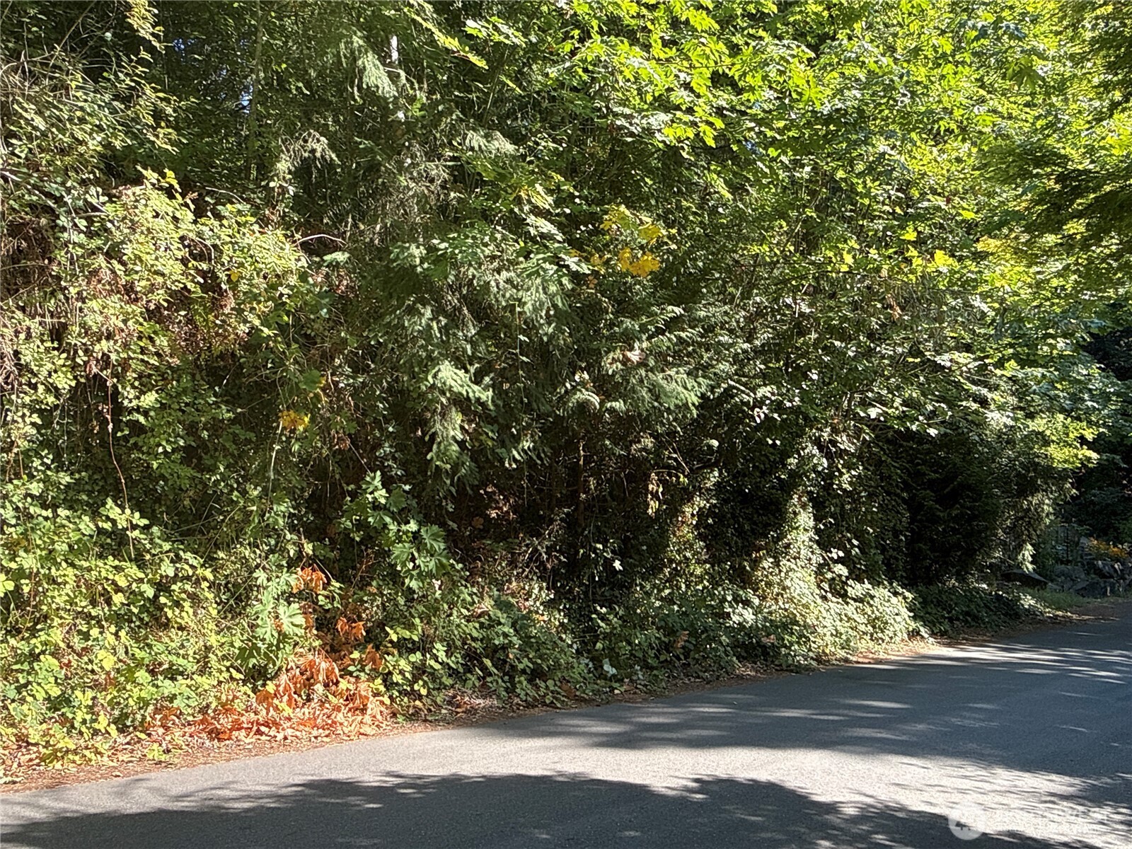 9458 Southeast 47th Street Mercer Island, WA 98040 - Photo 11 of 20 a view of a yard with a tree