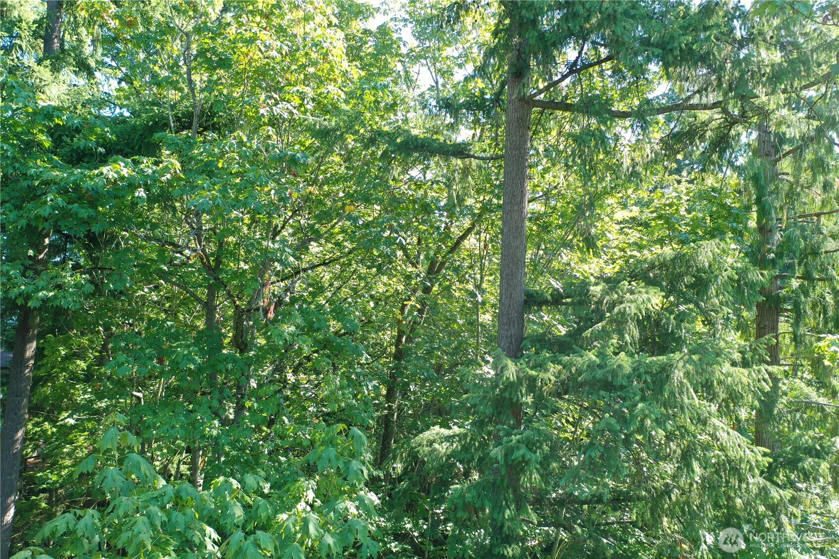 9458 Southeast 47th Street Mercer Island, WA 98040 - Photo 2 of 20 a view of a lush green forest