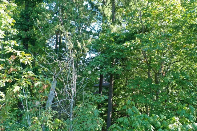 a view of a lush green forest