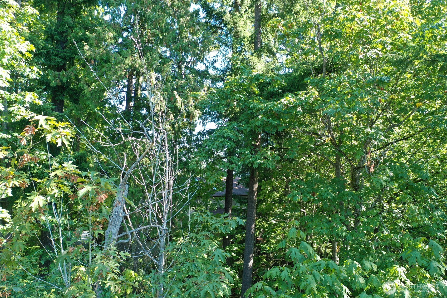 9458 Southeast 47th Street Mercer Island, WA 98040 - Photo 3 of 20 a view of a lush green forest