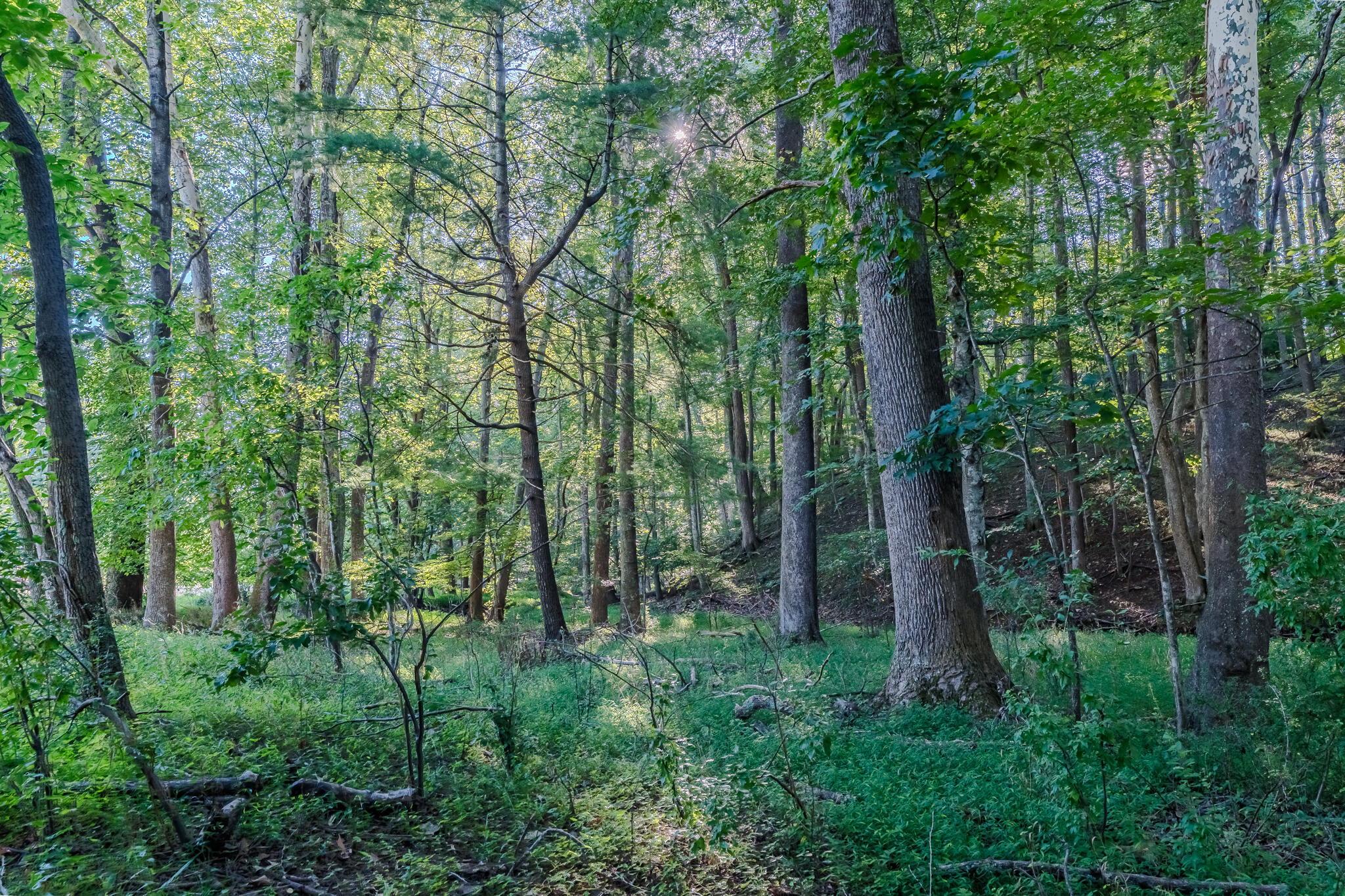 5502 Ridgelea Road Roanoke, VA 24018 - Photo 6 of 42 L1001495-HDR