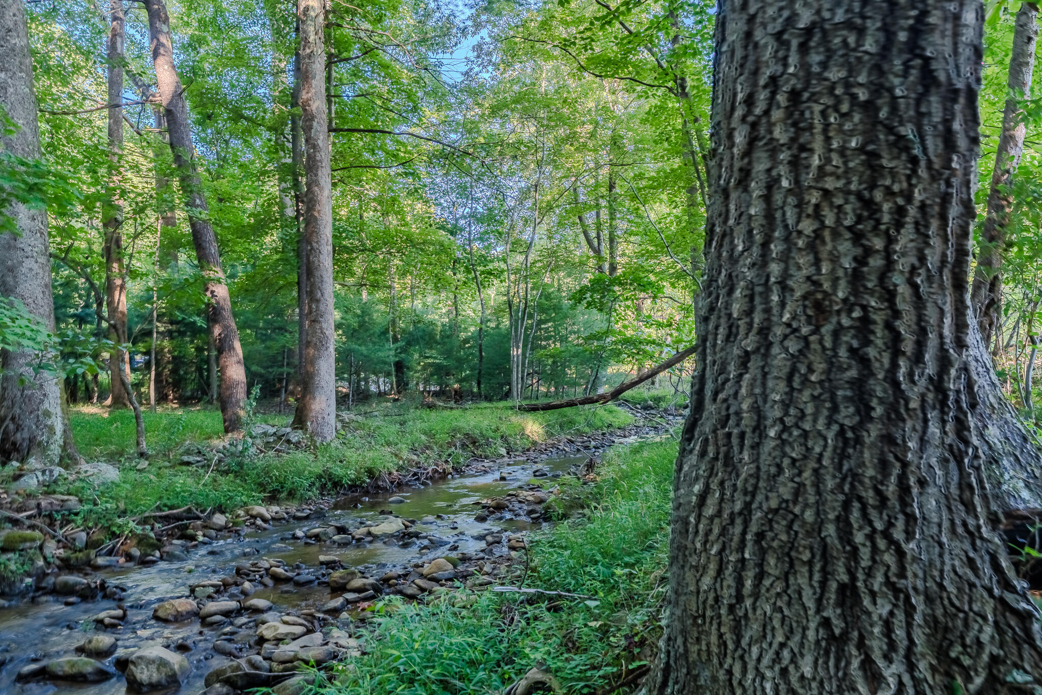 5502 Ridgelea Road Roanoke, VA 24018 - Photo 8 of 42 L1001490-HDR