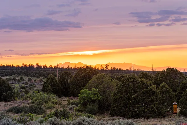 a view of a bunch of trees in the background