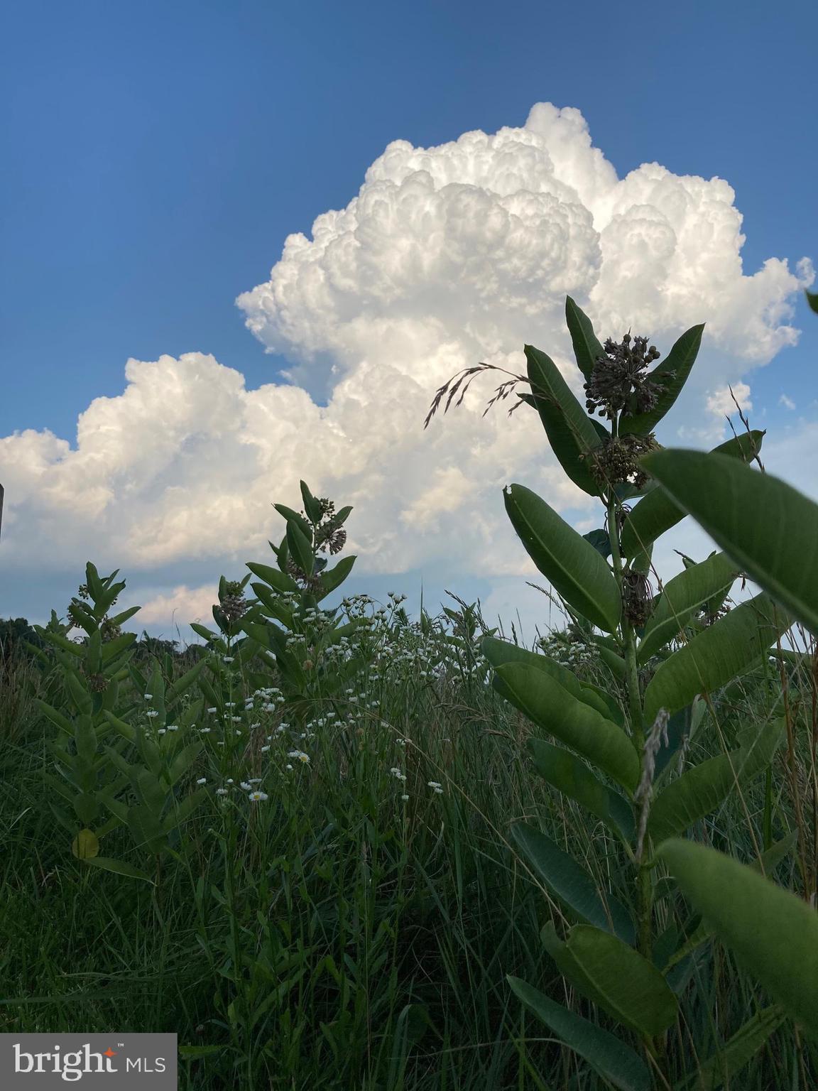 11449 A Alton Road Frederick, MD 21701 - Photo 21 of 25 a close up of a flower in a garden