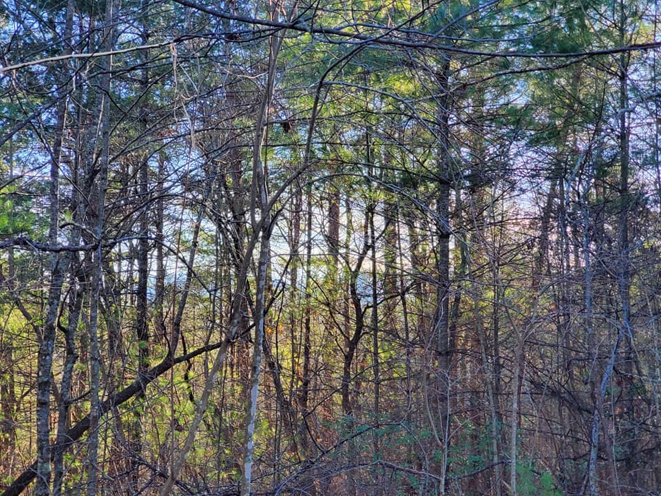 3459 Lickskillet Road Epworth, GA 30541 - Photo 26 of 26 a view of tree