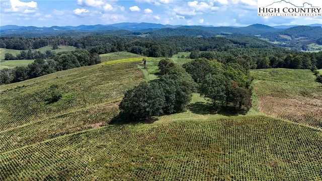 a view of a trees in a yard