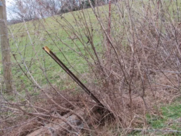a view of a dry yard with trees