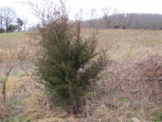 0 Anderson Road Byrdstown, TN 38549 - Photo 15 of 26 a view of a dry yard with trees