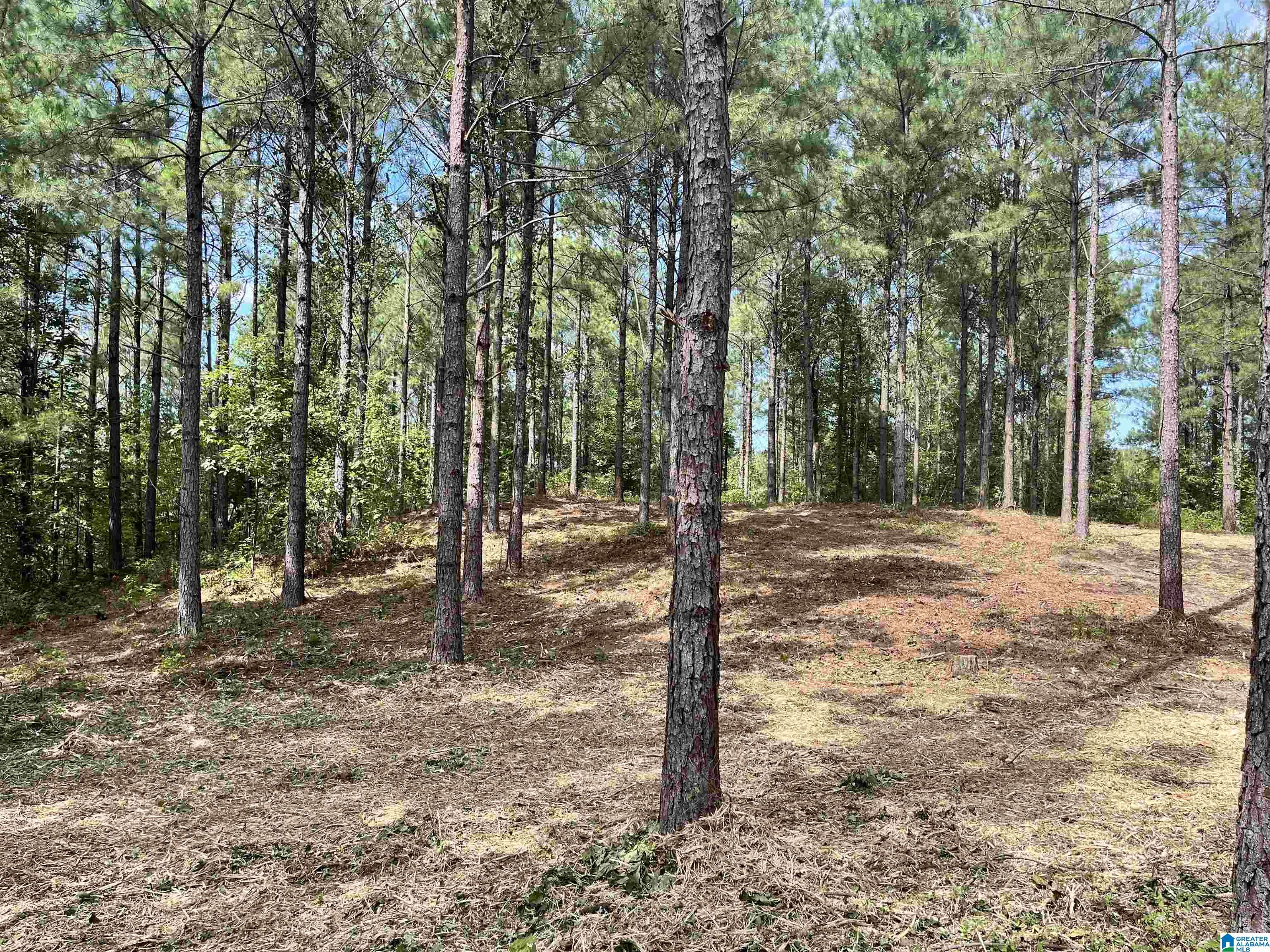 605 Sweet Apple Road, Unit TRACT 5 Cropwell, AL 35054 - Photo 8 of 8