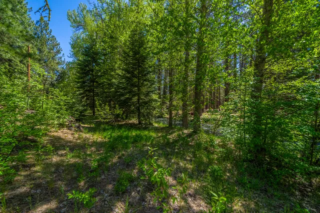 a view of a lush green forest