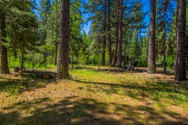 a view of backyard with tree