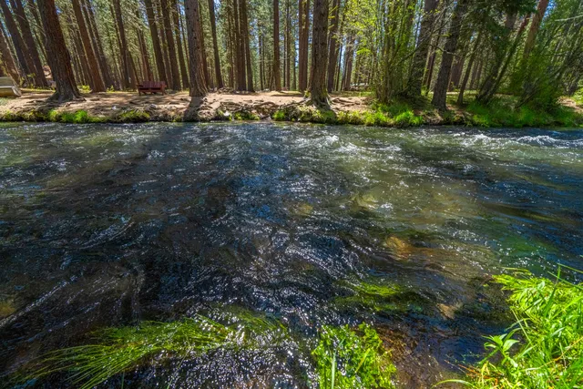 a view of yard with large tree